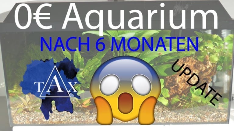 Tobis Aquaristikexzesse Video Tipp:  0 Euro Aquarium UPDATE nach 6 MONATEN