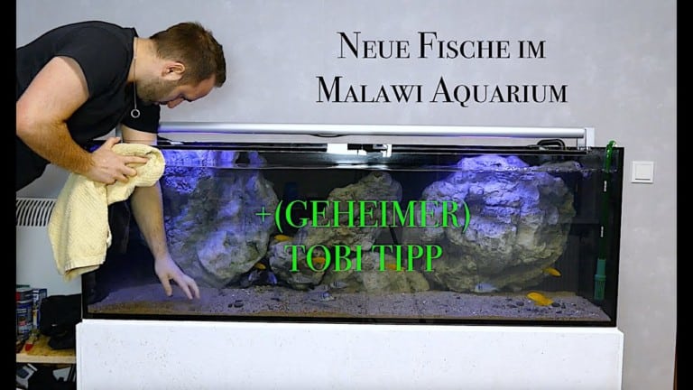 Tobis Aquaristikexzesse Video Tipp: Neue Tiere im Malawiaquarium