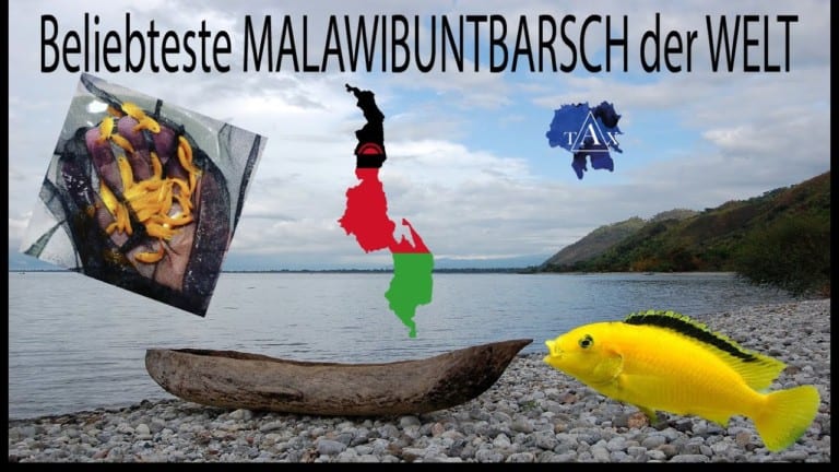 Tobis Aquaristikexzesse Video Tipp: Der bekannteste Malawibuntbarsch der Welt