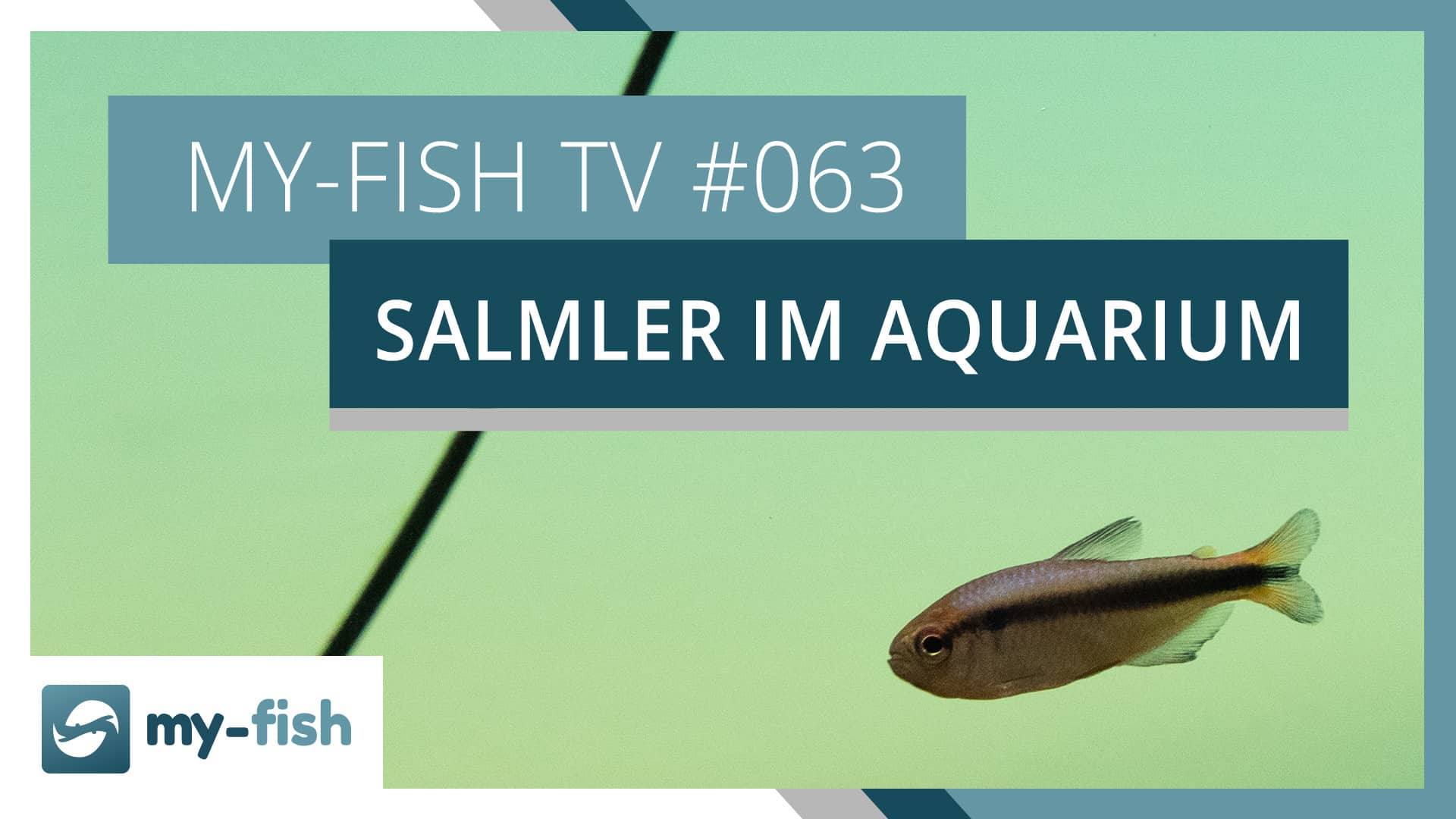 my-fish TV: Die Fischgruppe der Salmler erklärt