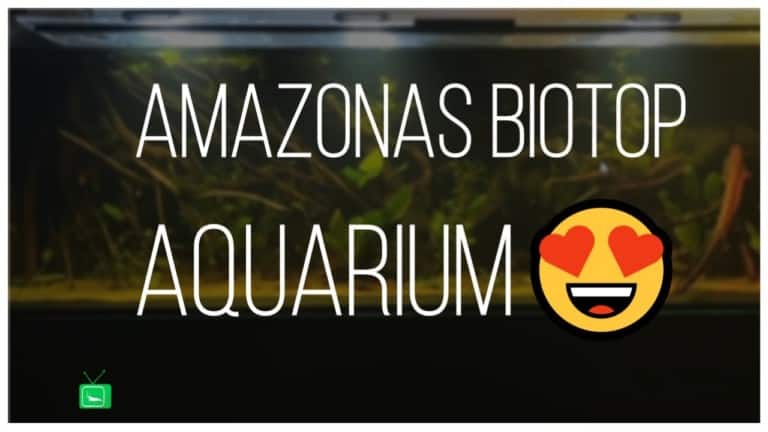 GarnelenTv Video Tipp: Amazonas Biotop Aquarium daheim