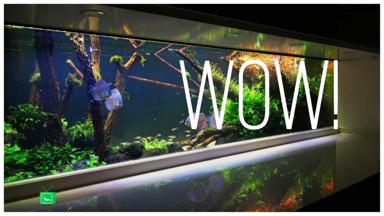 GarnelenTv Video Tipp: Das krasseste Küchenaquarium der WELT!