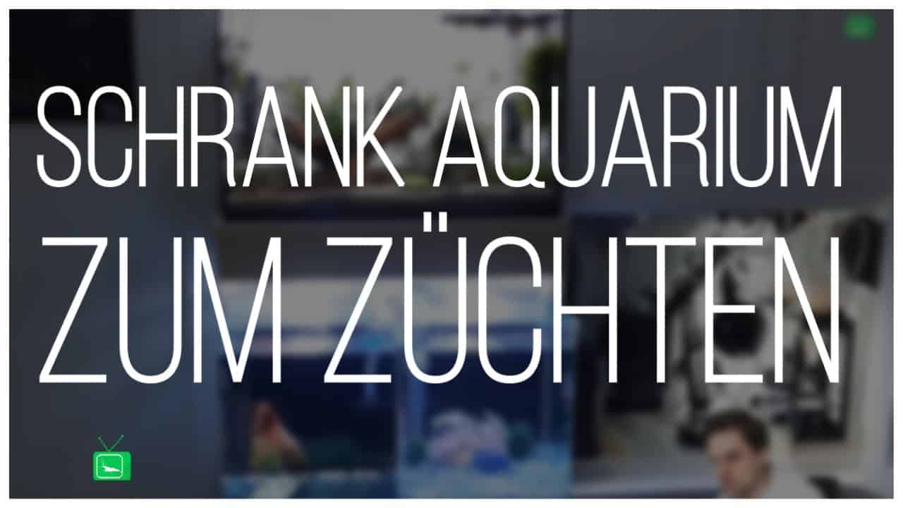 GarnelenTv Video Tipp: Schrank Aquarium zum Züchten