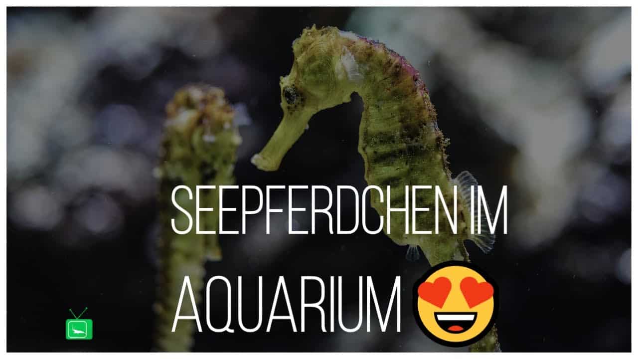GarnelenTv Video Tipp: Seepferdchen im Aquarium