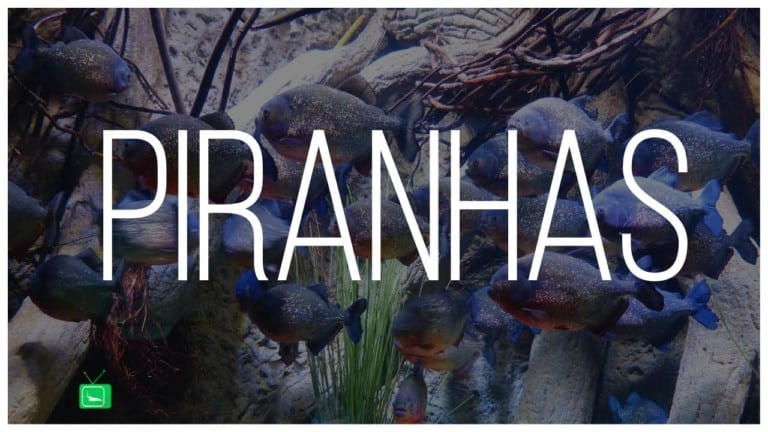 GarnelenTv Video Tipp: Piranha Aquarium