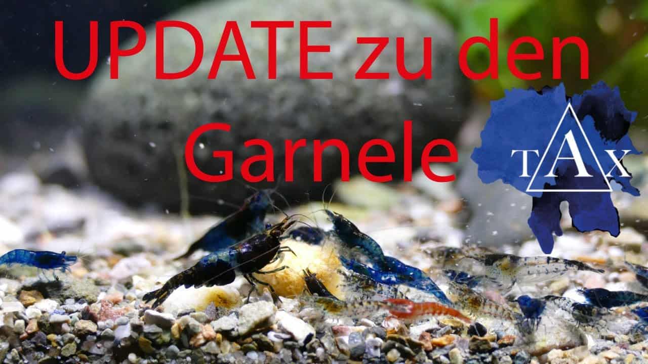Tobis Aquaristikexzesse Video Tipp: UPDATE zu Garnelen und Muscheln