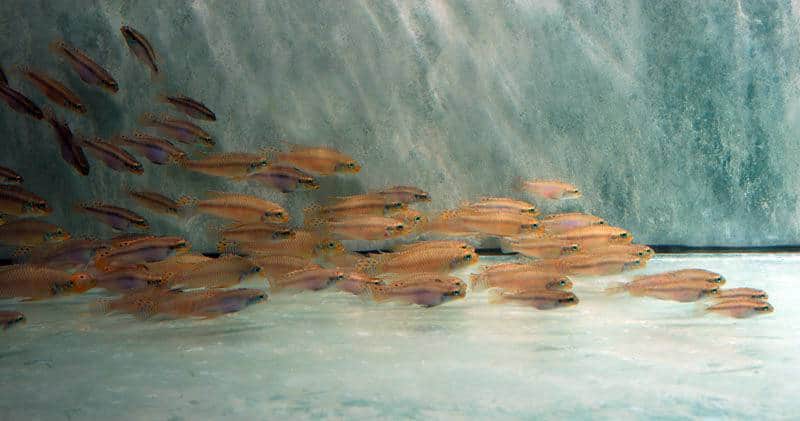 Pelvicachromis kribensis - Smaragd-Prachtbarsch "Moliwe", DNZ