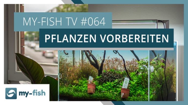 my-fish TV: Aquarienpflanzen richtig vorbereiten