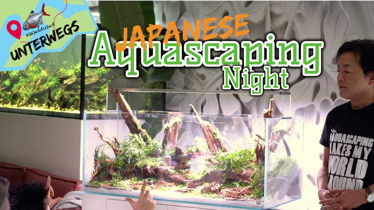 AQUaddicted! – Video Tipp: Japanische Scaping-Nacht bei Aquaflora