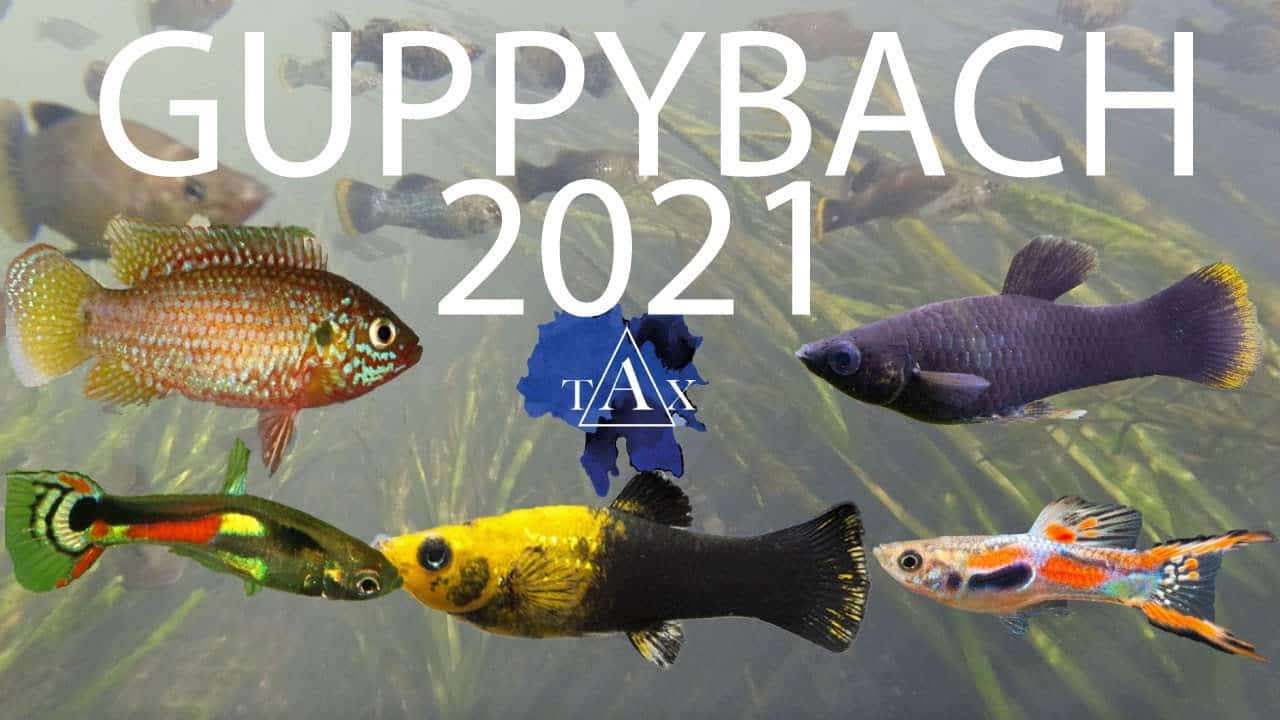 Tobis Aquaristikexzesse Video Tipp:  GUPPYBACH ist verändert