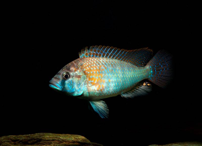 Haplochromis burtoni - Schwarzkehl-Maulbrüter, DNZ
