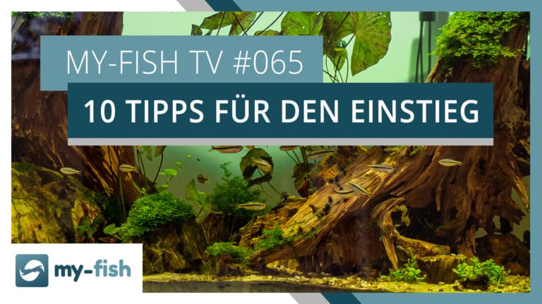my-fish TV: 10 Tipps zum erfolgreichen Start in die Aquaristik
