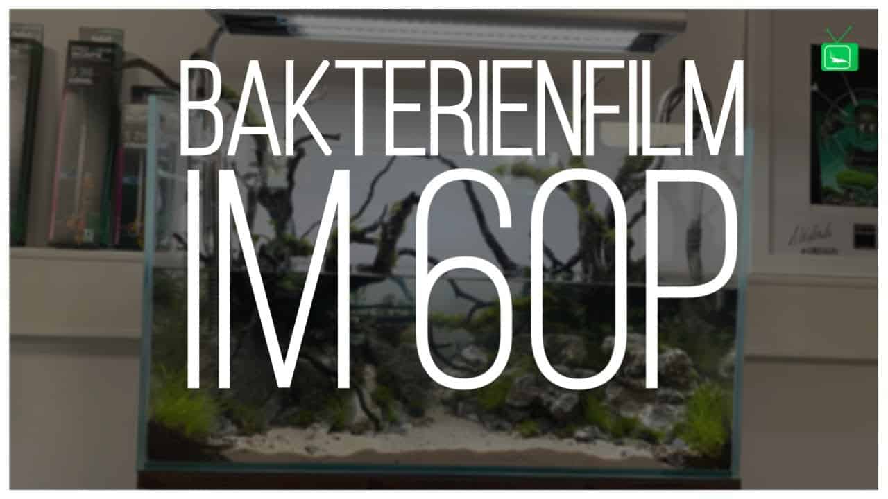 GarnelenTv Video Tipp: 60P Aquascape – Tag 4 – Bakterienfilm