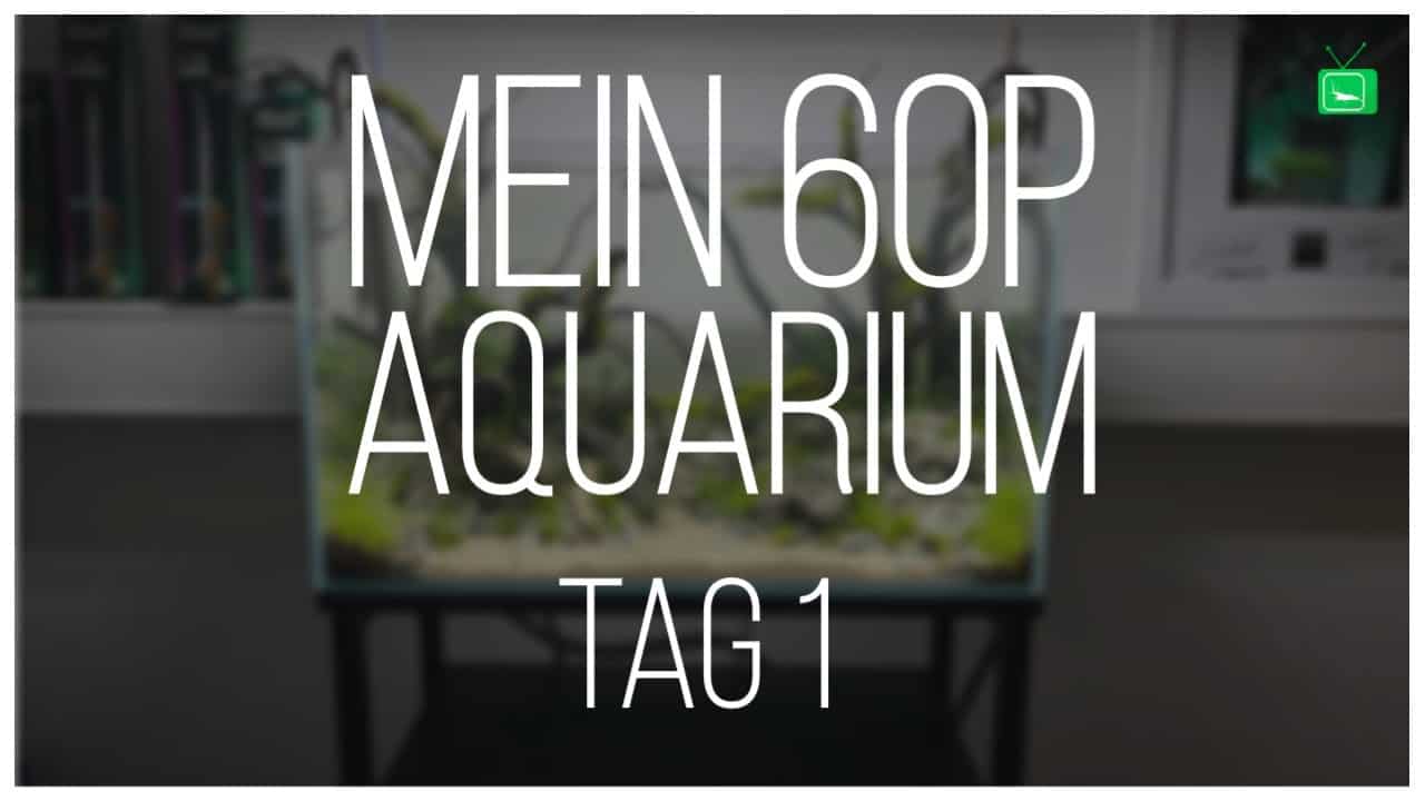 GarnelenTv Video Tipp: 60P Aquascape - Tag 1 | Tagebuch - was ist zu tun?
