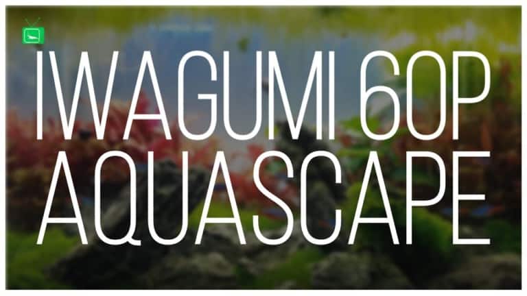 GarnelenTv Video Tipp: IWAGUMI 60P Aquarium | Aquarien Bewerten