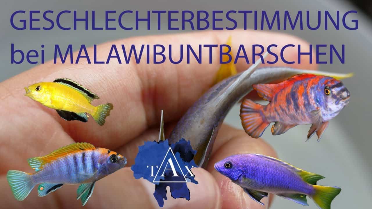 Tobis Aquaristikexzesse Video Tipp: Geschlechtsbestimmung bei Malawibuntbarschen