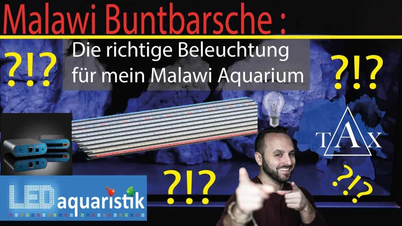 Tobis Aquaristikexzesse Video Tipp: Richtige Beleuchtung für Malawis
