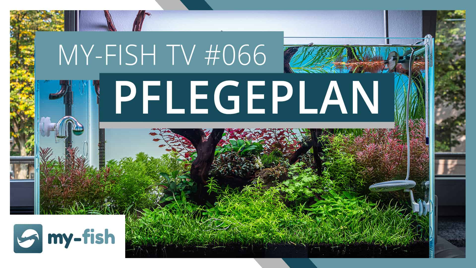 my-fish TV: Allgemeiner Pflegeplan für dein Aquarium