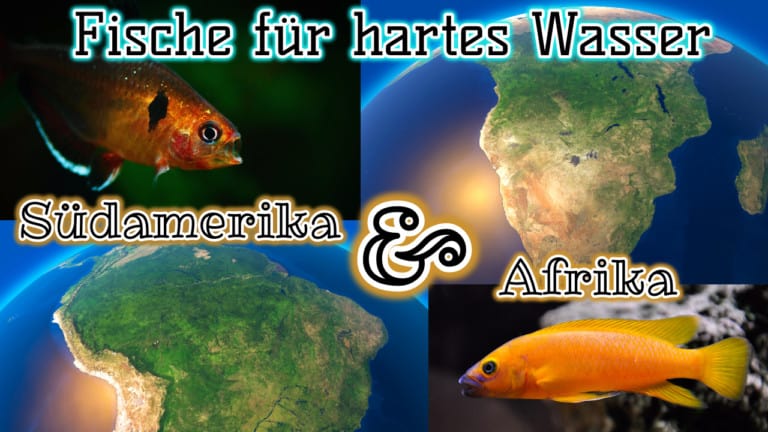 AQUaddicted! - Video Tipp: Fische aus Südamerika/Afrika für hartes Aquarienwasser