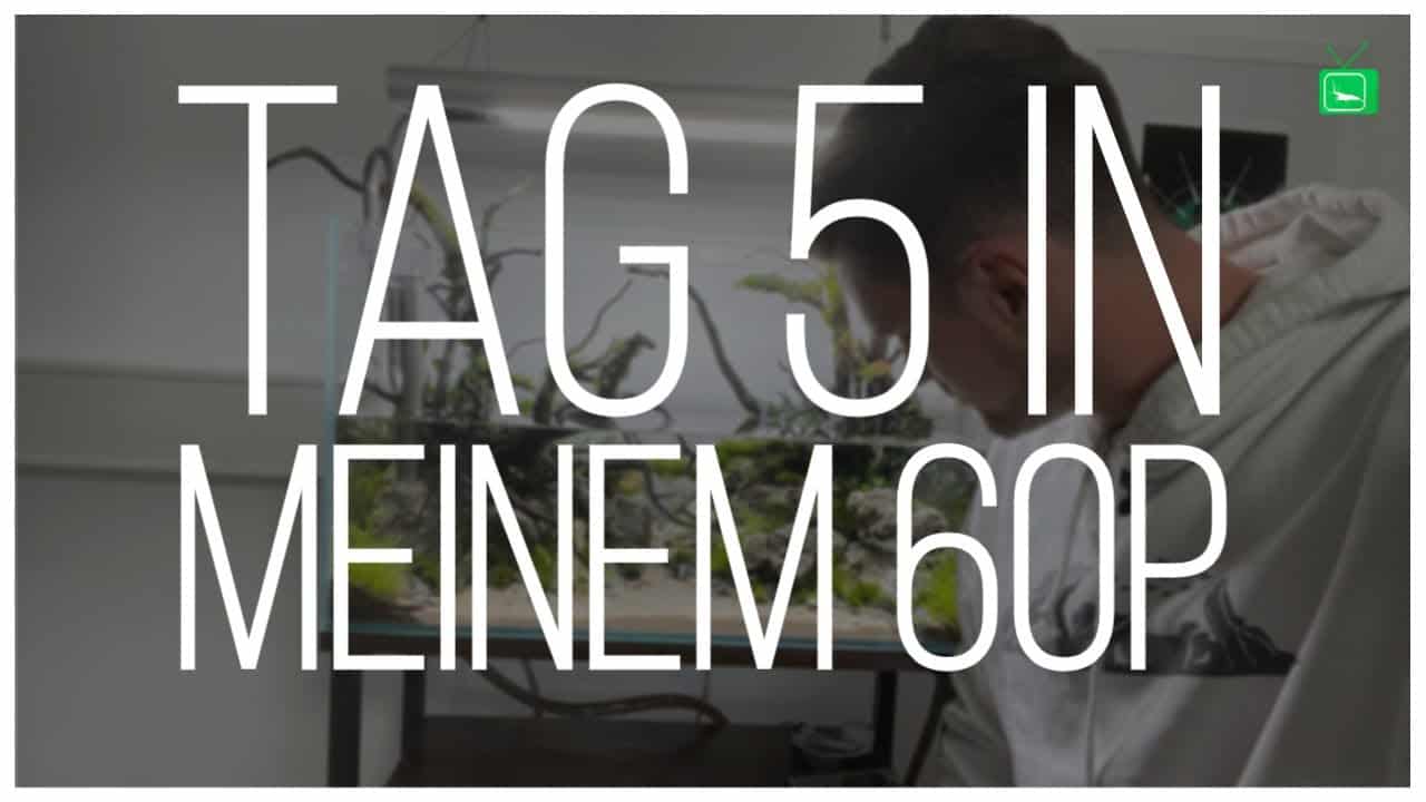 GarnelenTv Video Tipp: 60P Aquascape – Tag 5 | Pflanzen wachsen