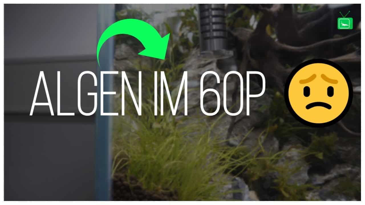 GarnelenTv Video Tipp: 60P Aquascape - Tag 6 | Algen
