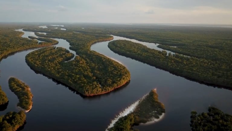 Exklusives Video: Wild Gefangen – Der Zierfischhandel am Amazonas