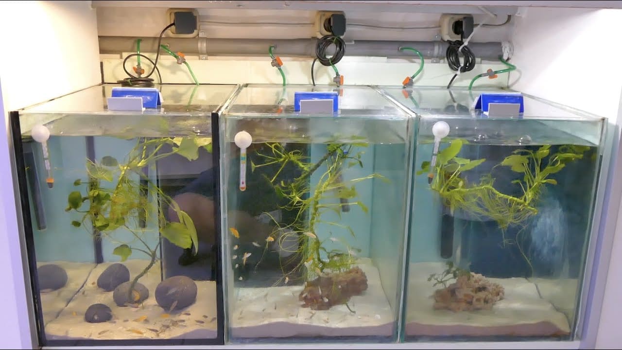 Tobis Aquaristikexzesse Video Tipp:  Mein Aquarium ist undicht