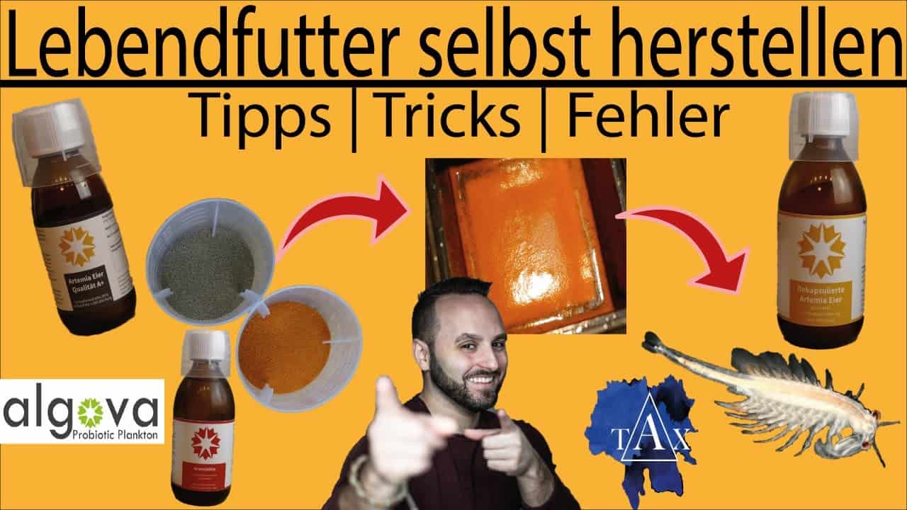 Tobis Aquaristikexzesse Video Tipp: Artemiaeier – Lebendfutter selbst herstellen