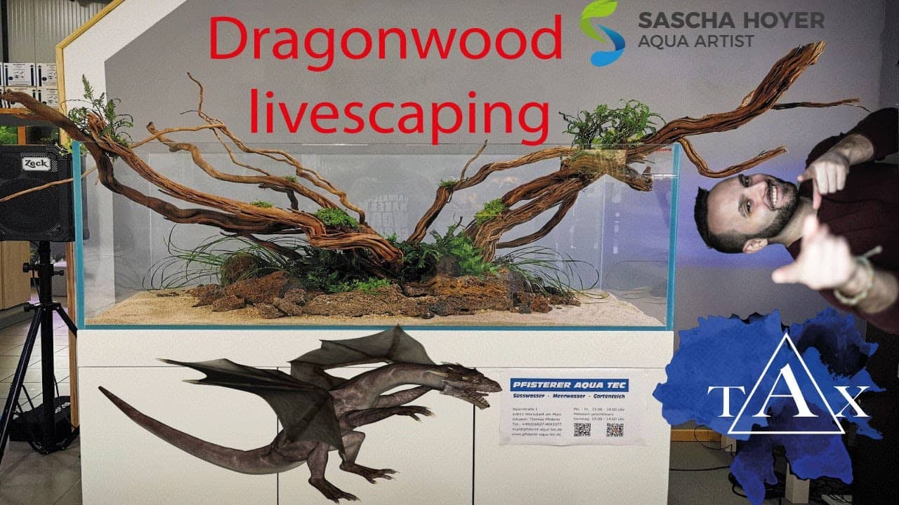 Tobis Aquaristikexzesse Video Tipp: Aquascaping Liveevent