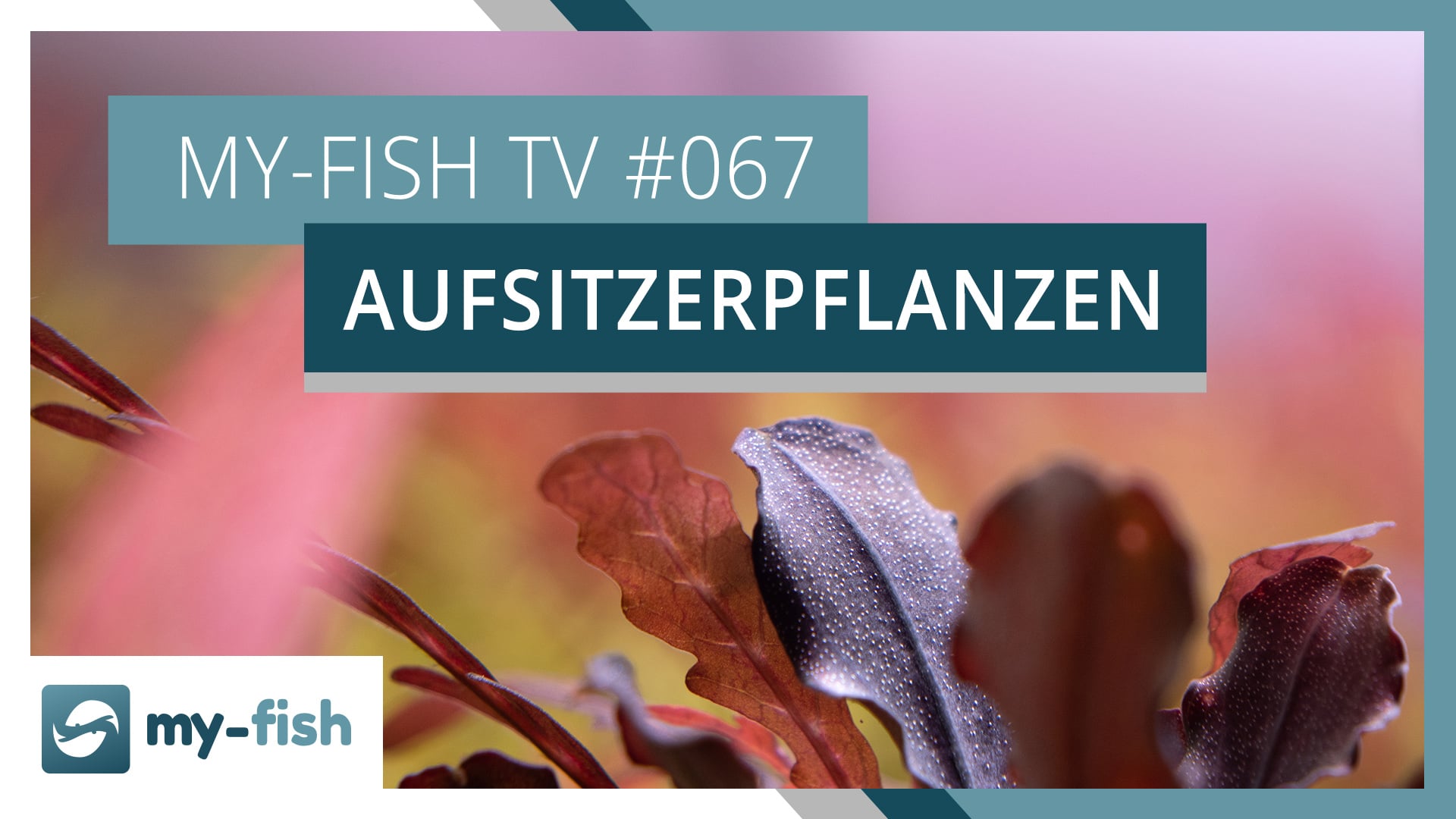 my-fish TV: Aufsitzerpflanzen & Farne erklärt