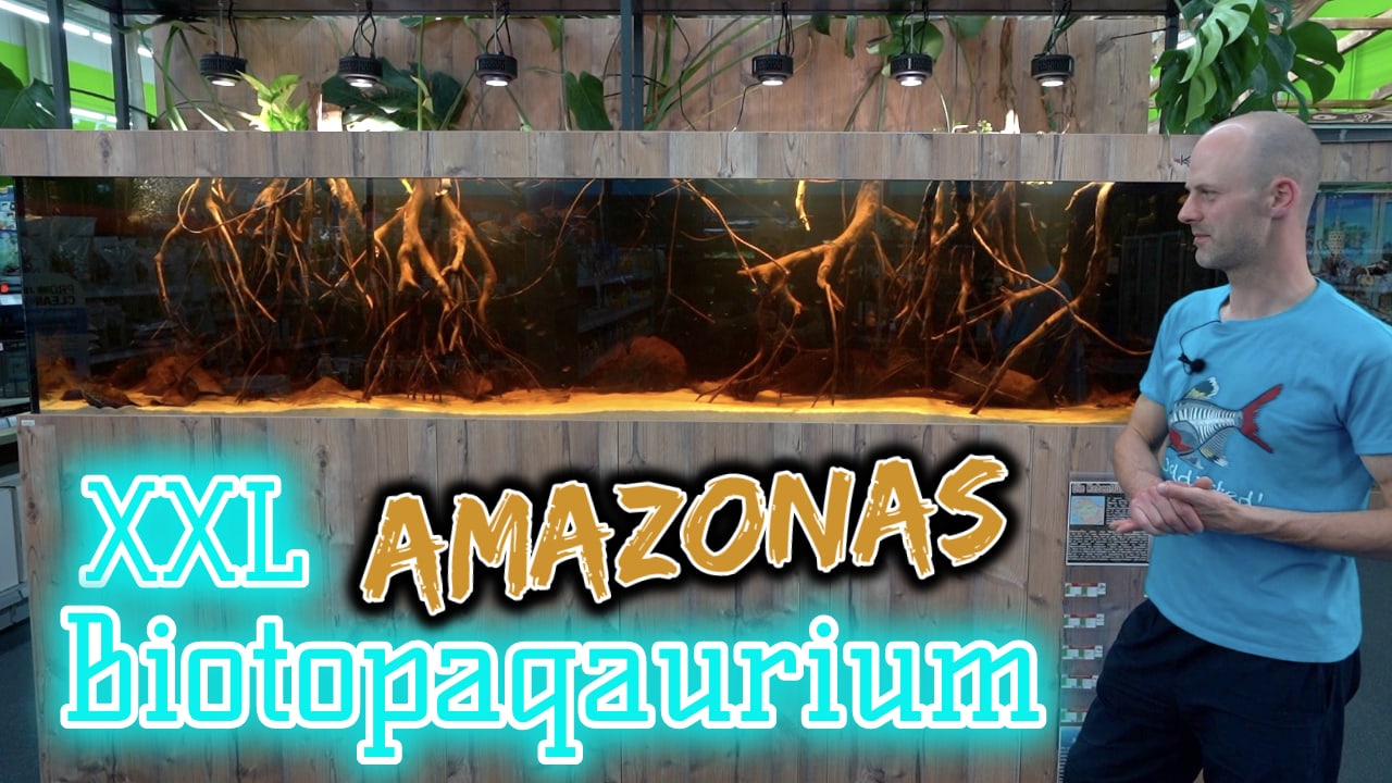 AQUaddicted! – Video Tipp: 3 Meter XXL Amazonas Biotop-Aquarium
