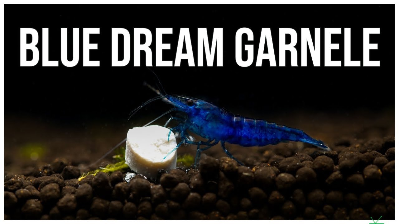 GarnelenTv Video Tipp: Blue Velvet Garnele - Neocaridina davidi
