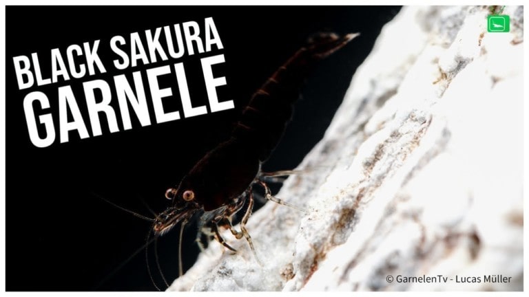 GarnelenTv Video Tipp: Black Sakura Garnele