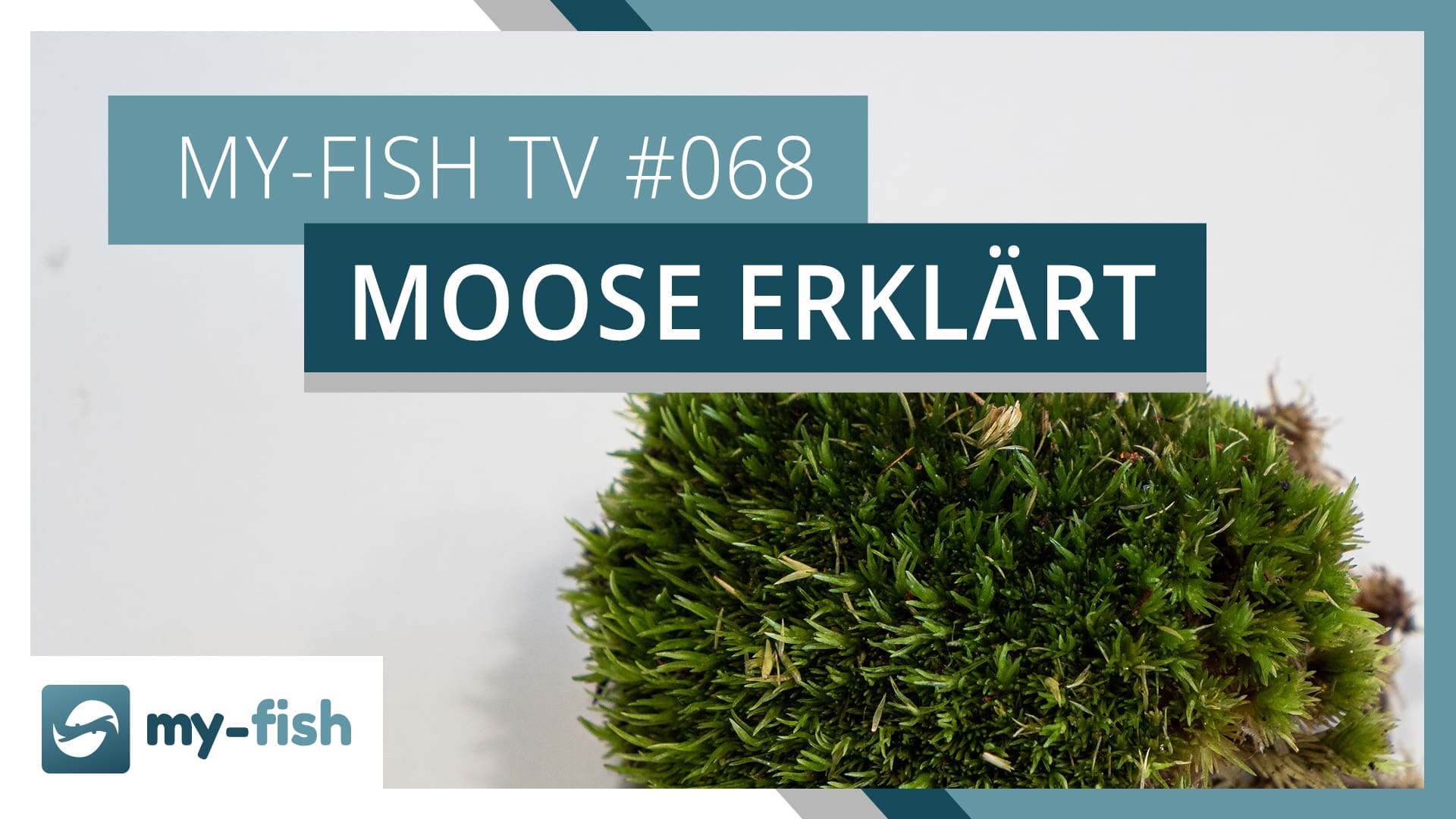 my-fish TV: Moose für dein Aquarium im Detail erklärt