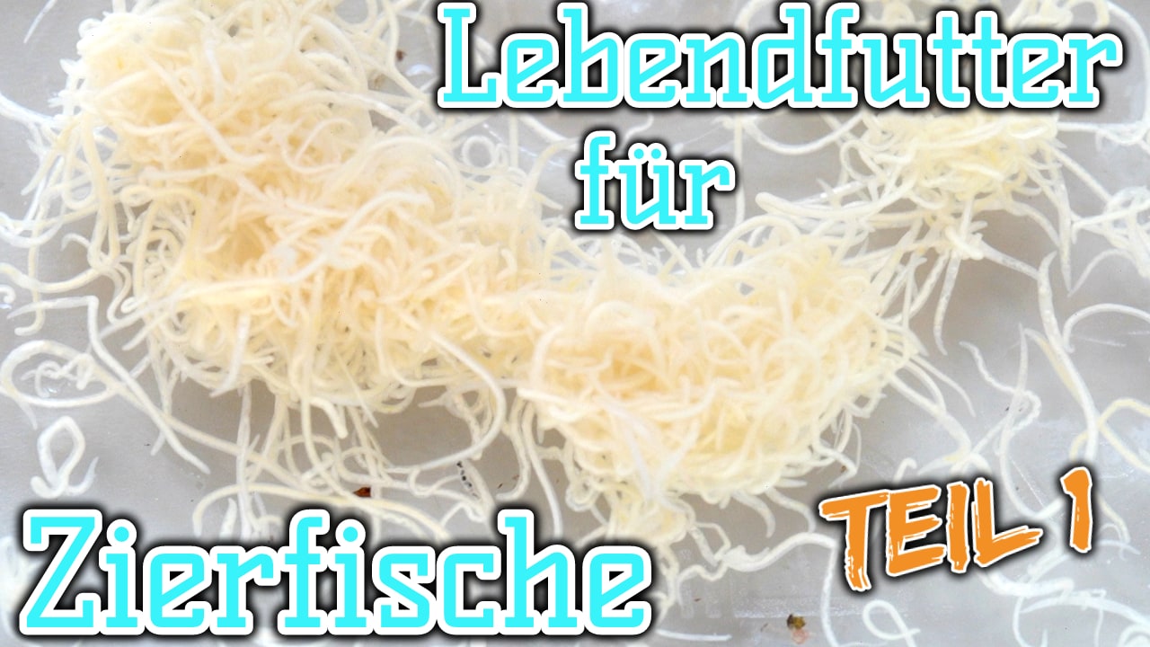 AQUaddicted! – Video Tipp:  Lebendfutter für Zierfische