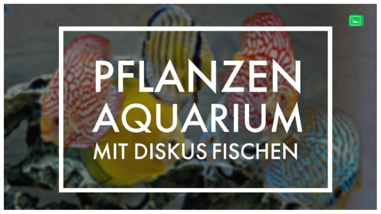 GarnelenTv: Diskusfische im Pflanzenaquarium