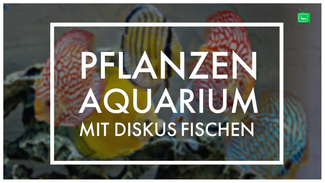 GarnelenTv: Diskusfische im Pflanzenaquarium