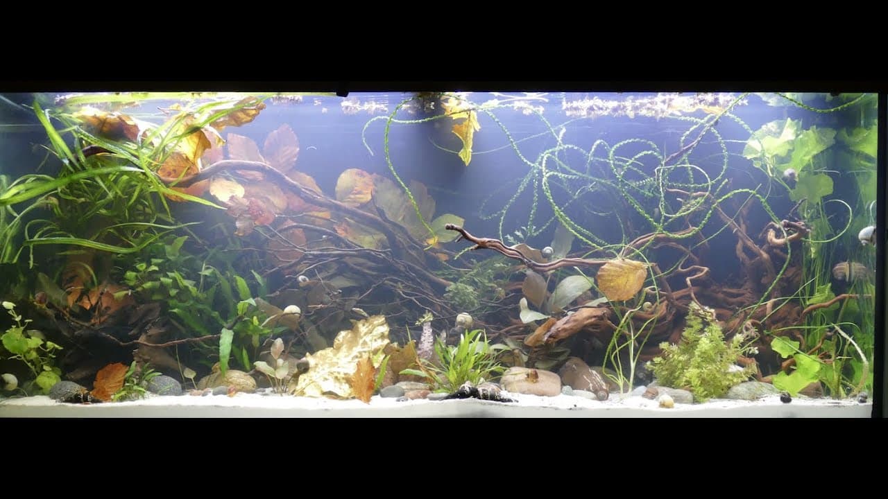 Tobis Aquaristikexzesse Video Tipp: Aquarium Abbau und Techniktausch I TEIL 2 von 2