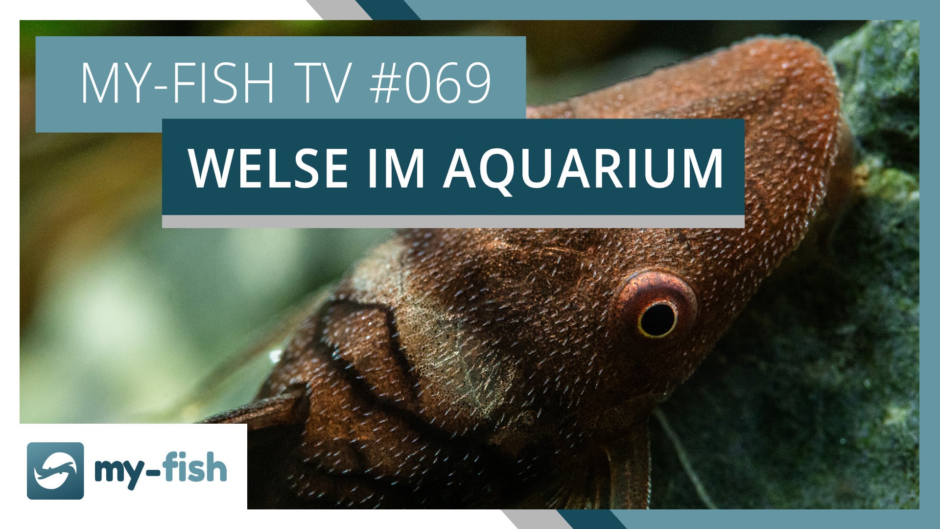 my-fish TV: Die spannende Gruppe der Welse im Aquarium