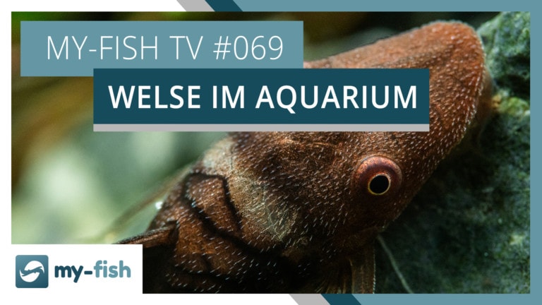 my-fish TV: Die spannende Gruppe der Welse im Aquarium