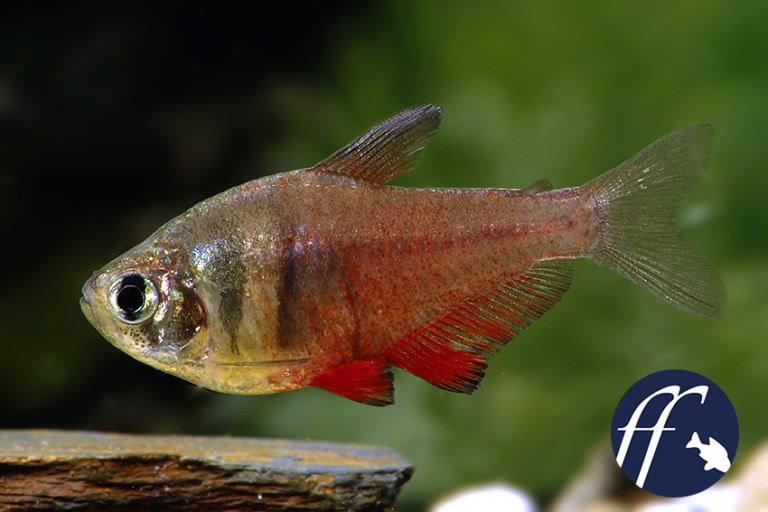 Franky Friday: Roter von Rio überlebt dank der Aquaristik