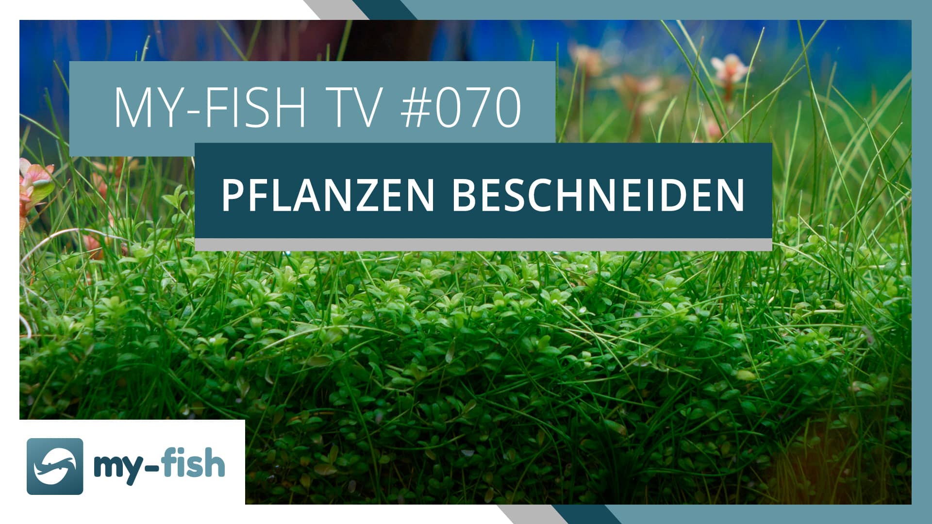 my-fish TV: Aquarienpflanzen richtig schneiden