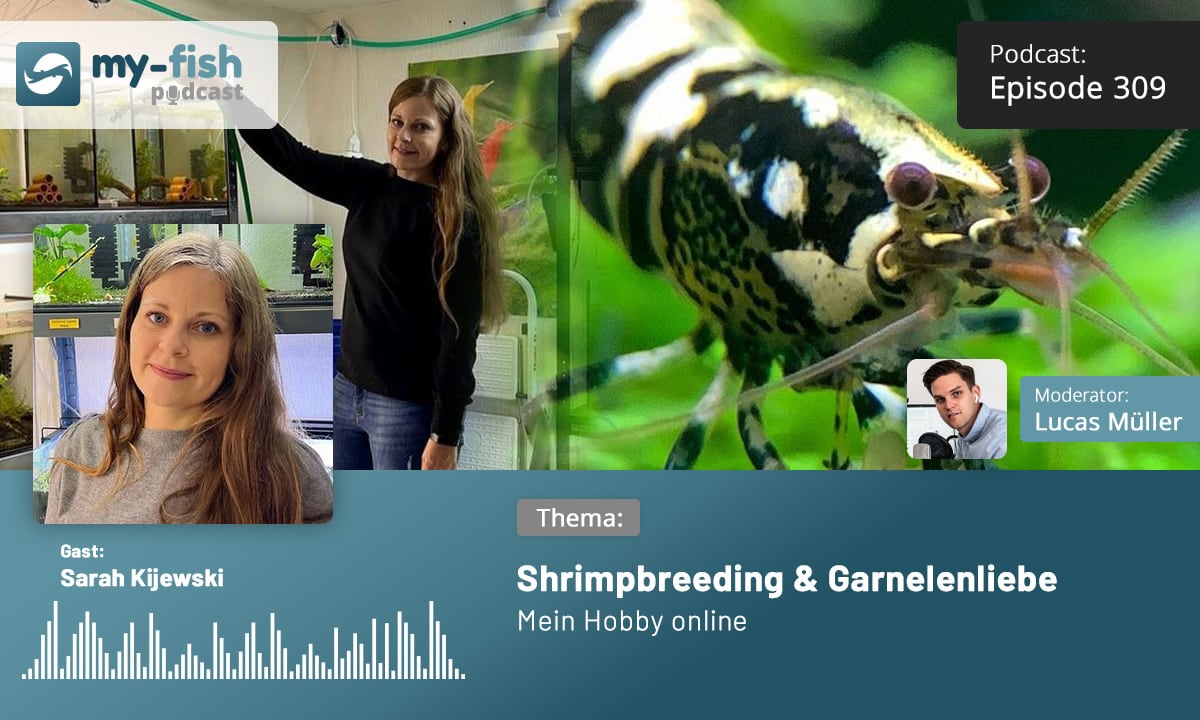 Shrimpbreeding & Garnelenliebe (Sarah Kijewski)