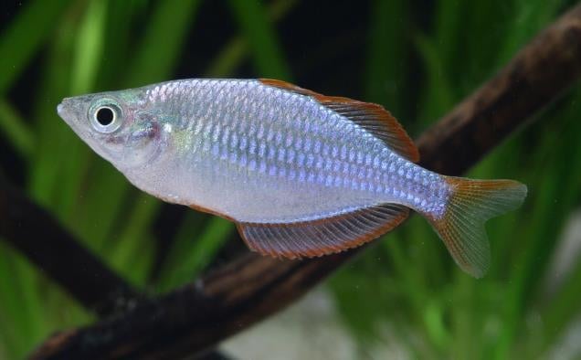 Melanotaenia praecox Neonregenbogenfisch