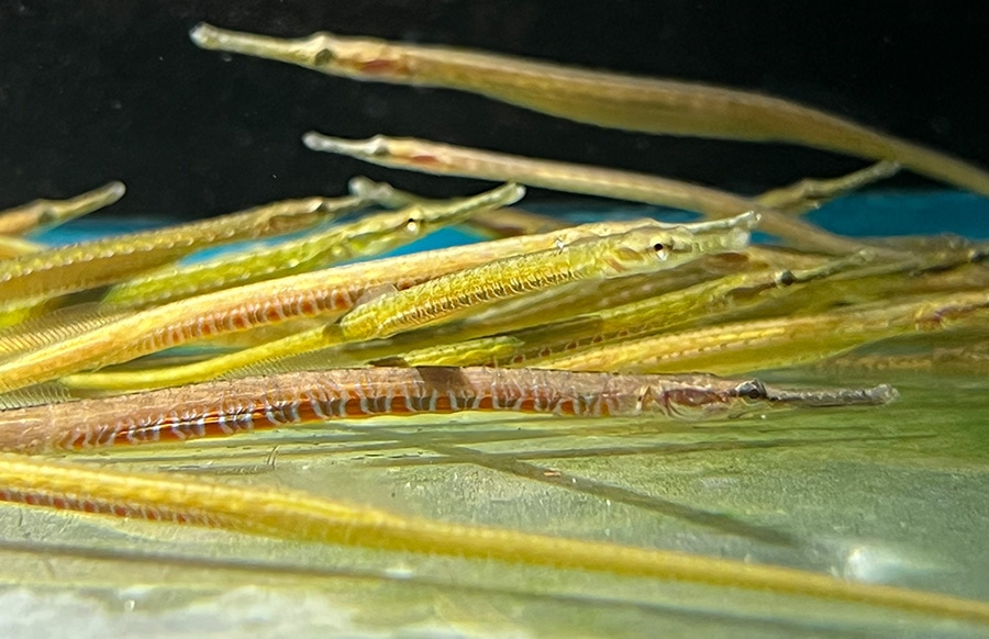 Microphis cf.deocata - Pipefische blue stripe