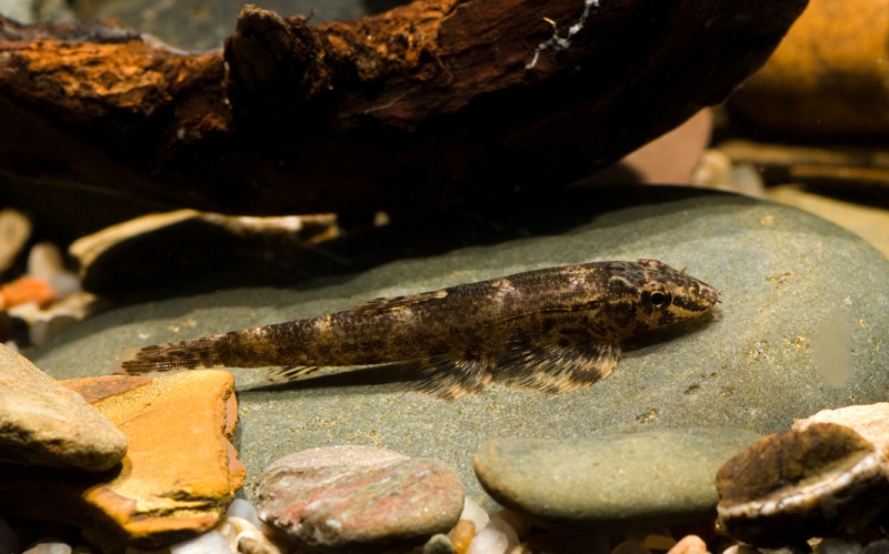 Homalopteroides smithi - Gecko-Plattschmerle, WF