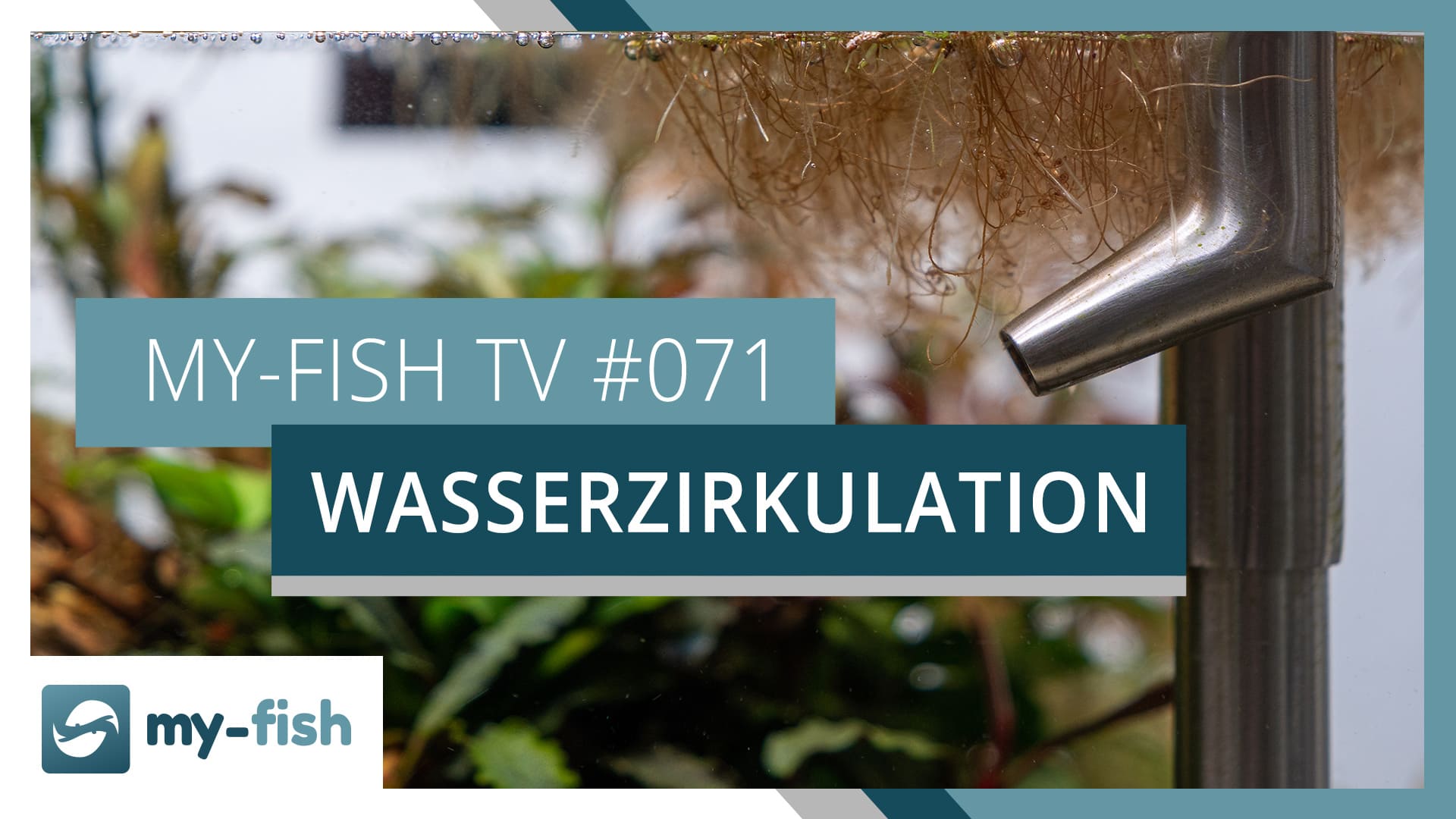 my-fish TV: Wasserzirkulation und Strömung im Aquarium optimieren