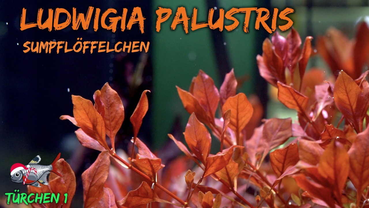 AQUaddicted! – Video Tipp: Einfach zu pflegende rote Aquarienpflanze
