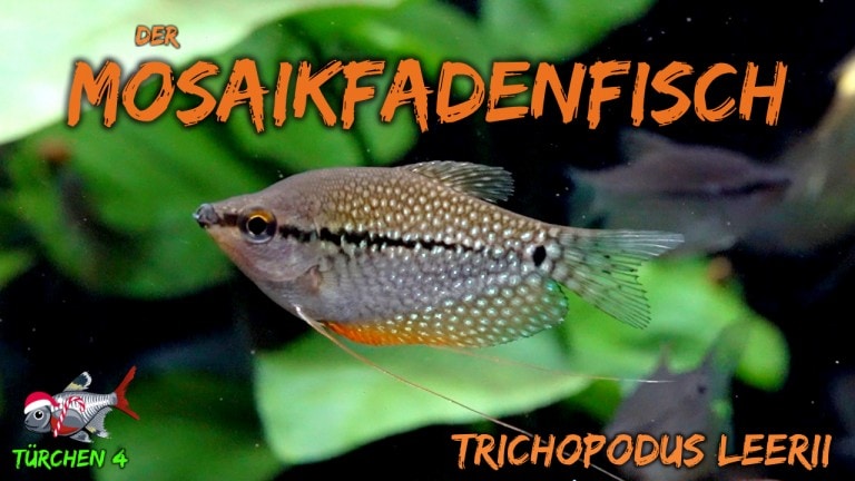 AQUaddicted! - Video Tipp: Der Mosaikfadenfisch