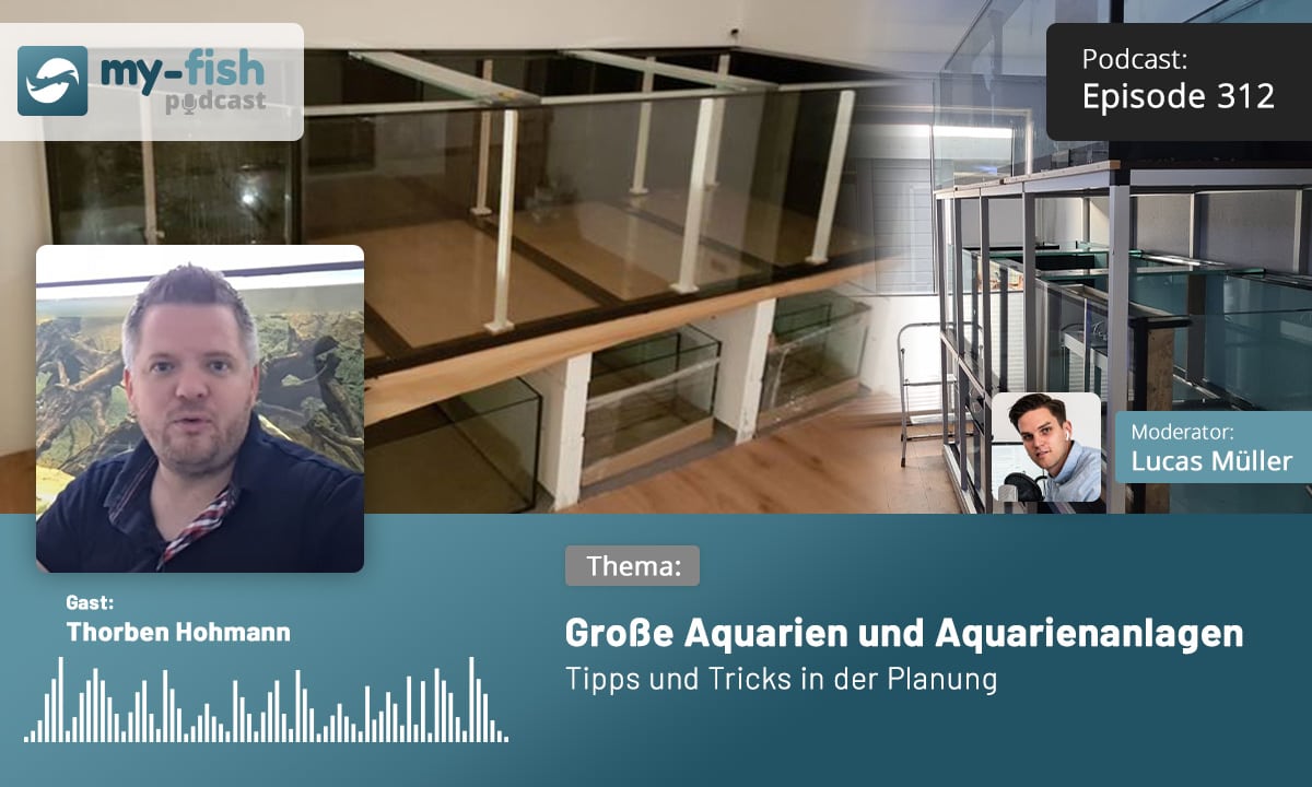 312: Große Aquarien und Aquarienanlagen - Tipps und Tricks in der Planung (Thorben Hohmann)